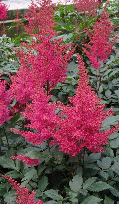 ASTILBE JAP MONTGOMERY #1 DK RED