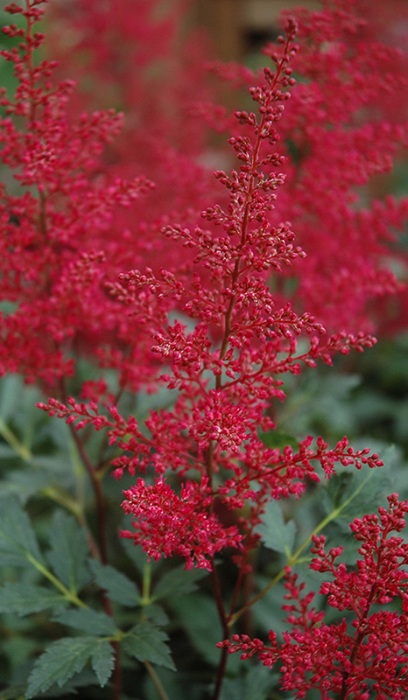 ASTILBE JAP RED SENTINEL #1 RED
