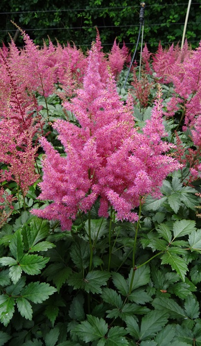 ASTILBE JAP RHEINLAND#1 PINK