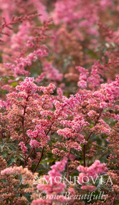ASTILBE SIM KEY WEST#1 BURG