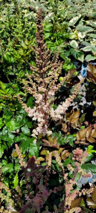 ASTILBE SIM PINK LIGHTNING#1PINK