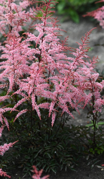 ASTILBE SIM PRETTY IN PINK #1
