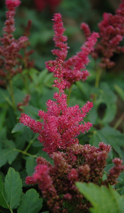 ASTILBE SHRT 'N SWT FIREBERRY #1