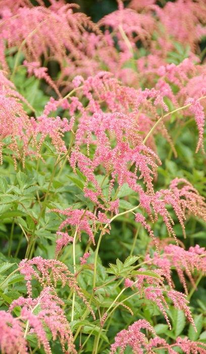 ASTILBE THU OSTRICH PLUME #1 ROS