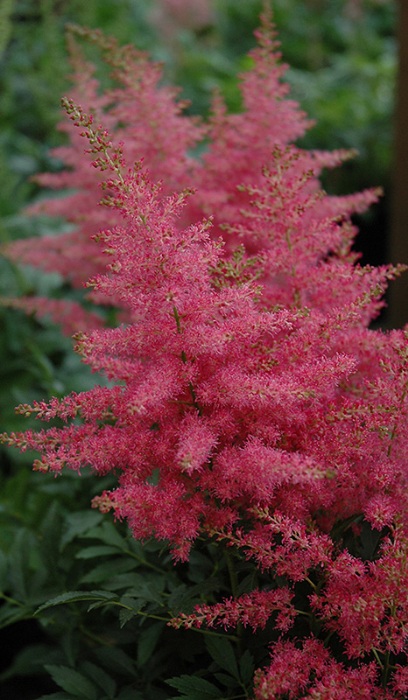 ASTILBE YOUNIQUE CARMINE #1 RED