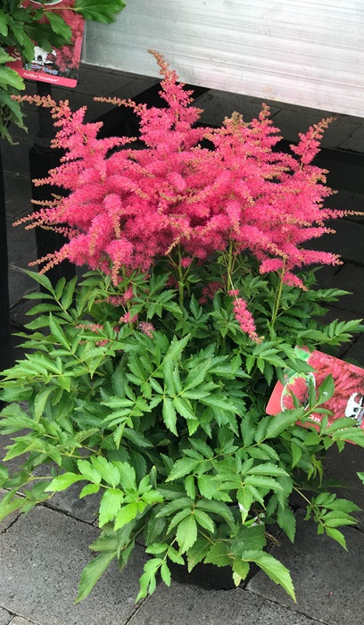 ASTILBE YOUNIQUE CERISE #1CHERRY