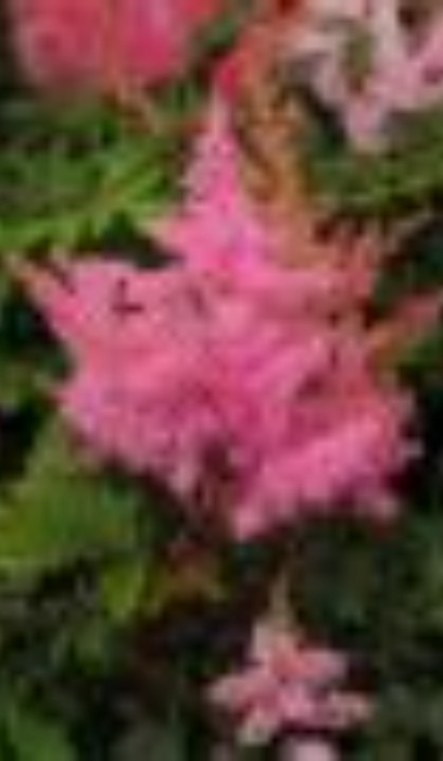 ASTILBE YOUNIQUE PINK #1