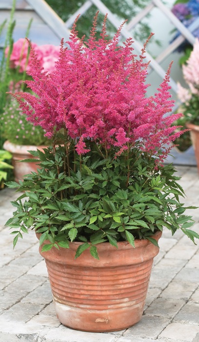 ASTILBE YOUNIQUE LILAC #1