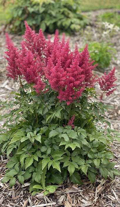 ASTILBE YOUNIQUE RUBY RED #1