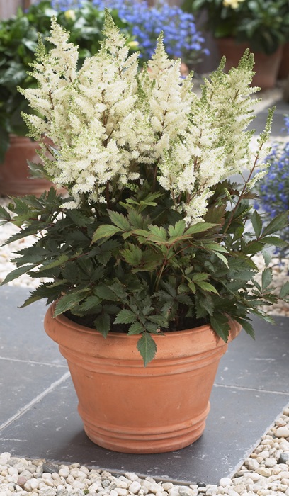 ASTILBE YOUNIQUE WHITE #1