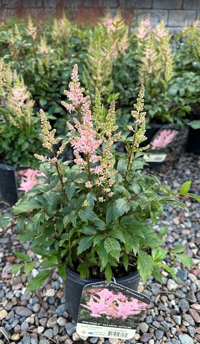 ASTILBE YOUNIQUE SALMON #1