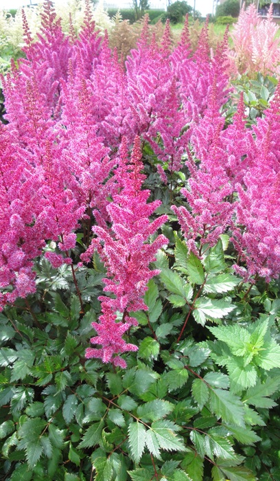 ASTILBE X MAGGIE DALEY #1 LAVNDR