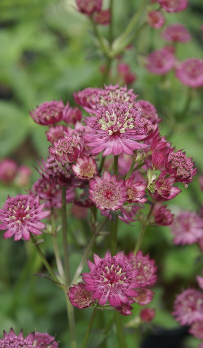 ASTRANTIA MAJ STAR OF BEAUTY #1