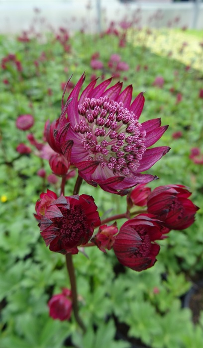 ASTRANTIA MAJ STAR OF FIRE #1