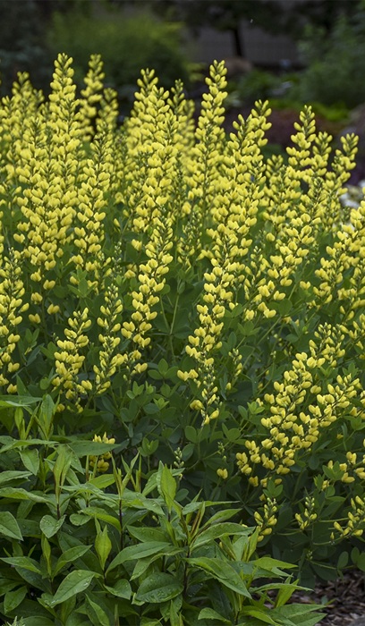 BAPTISIA AMERICAN GOLDFINCH #2