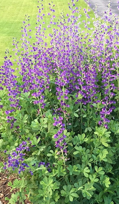 BAPTISIA AUS FALSE INDIGO #1