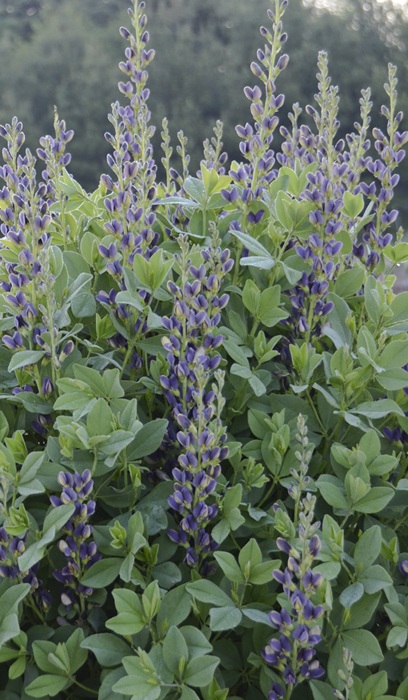 BAPTISIA INDIGO SPIRES #2