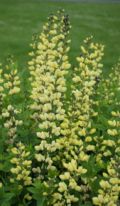 BAPTISIA LEMON MERINGUE #2 PW