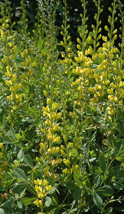 BAPTISIA SOLAR FLAREPRAIRIEBLU#2
