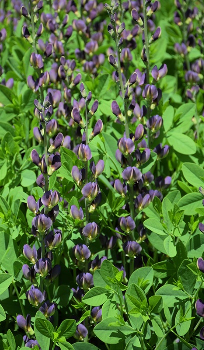 BAPTISIA TWILITE PRAIRIEBLUES #2