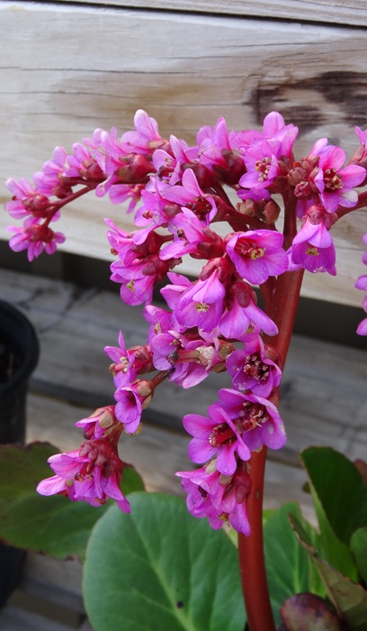BERGENIA COR RED BLOOM #1