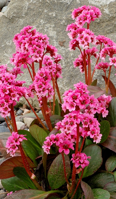 BERGENIA SAKURA #1