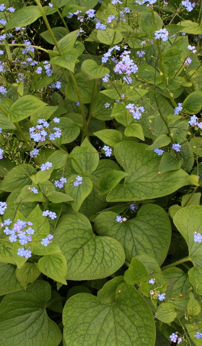 BRUNNERA FALSE FORGET-NOT #1