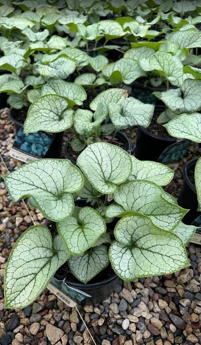 BRUNNERA JACK FROST #1