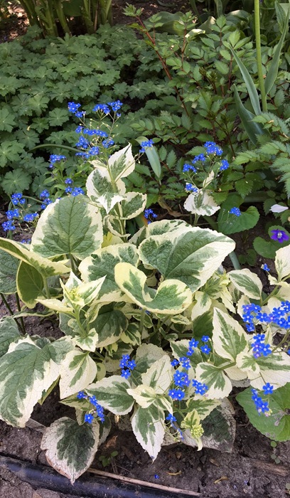 BRUNNERA MAC VARIEGATA #1/7"