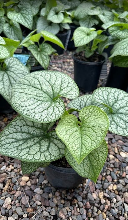BRUNNERA MAC ALEXANDER'S GREAT#1