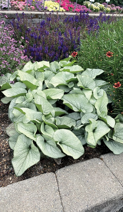 BRUNN MAC ALEXANDRIA #1