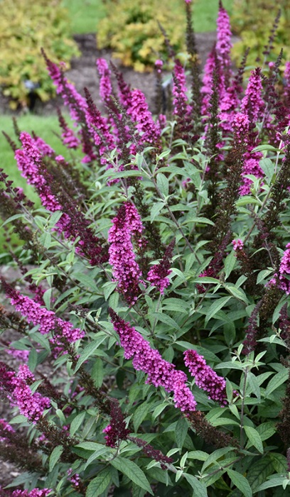 BUDDL BUZZ HOT RASPBERRY #1/7"