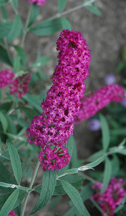 BUDDL BUZZ MAGENTA #1/7"