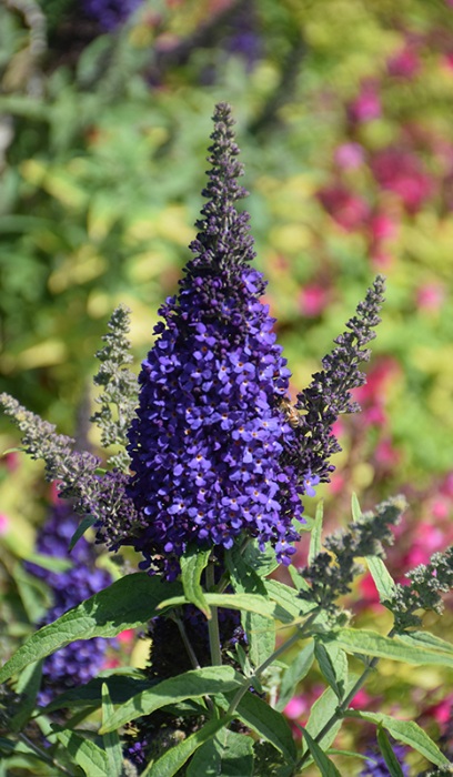 BUDDL BUZZ MIDNIGHT #1/7"