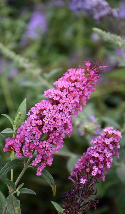 BUDDL BUZZ VELVET #1/7"