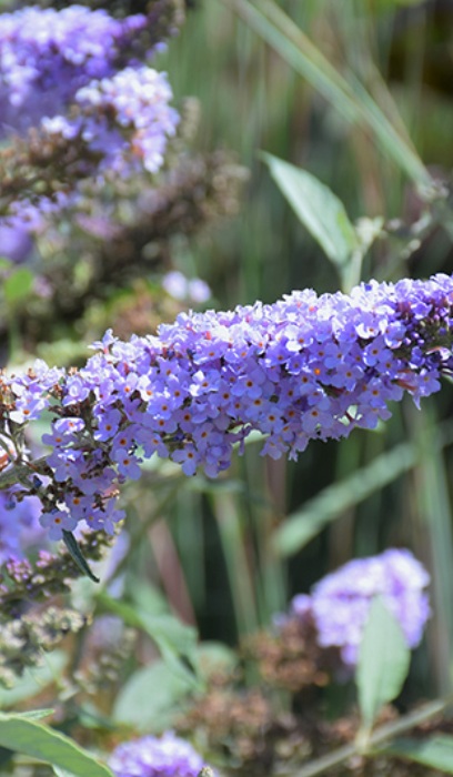 BUDDL GLASS SLIPPERS MONARCH #2