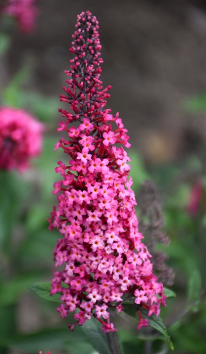 BUDDL PRINCE CHARMING MONARCH #2