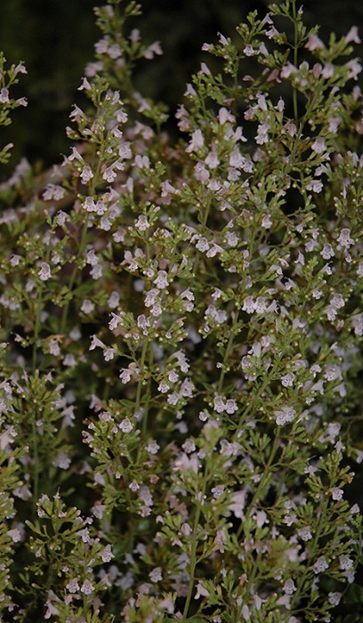 CALAM NEP MONTROSE WHITE #1