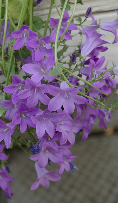 CAMPA POR BIRCH HYBRID #1