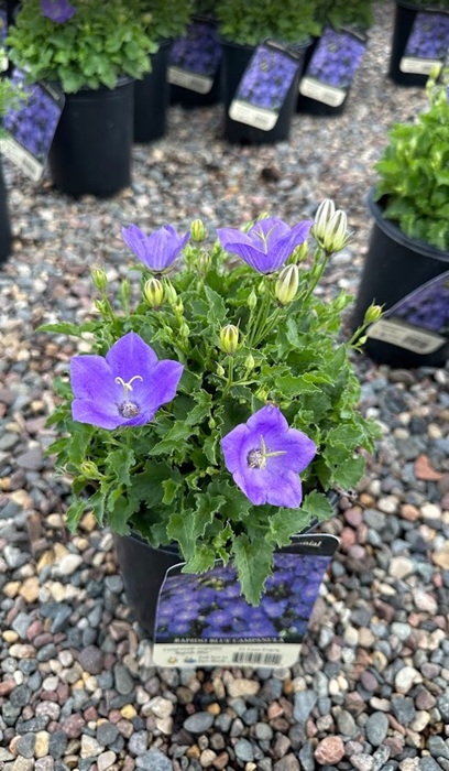 CAMPA CAR RAPIDO BLUE #1