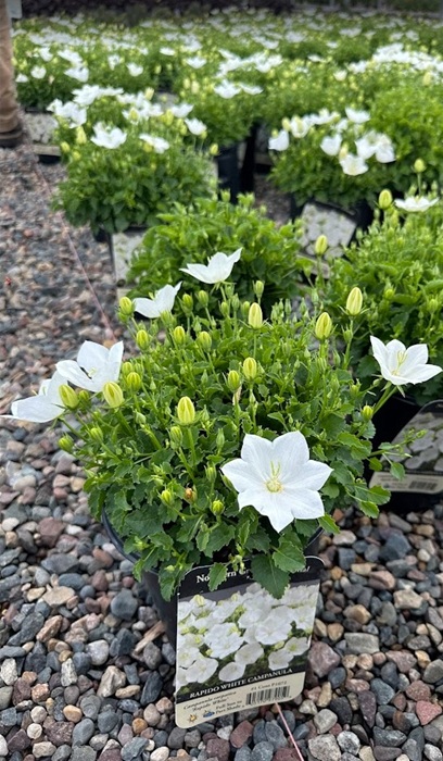 CAMPA CAR RAPIDO WHITE #1