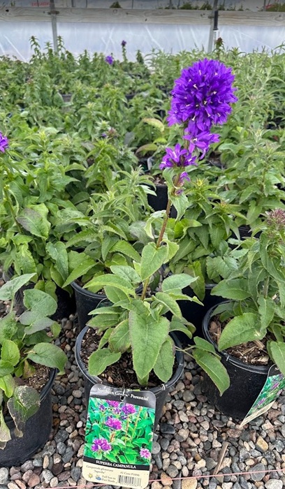 CAMPA GLO SUPERBA #1