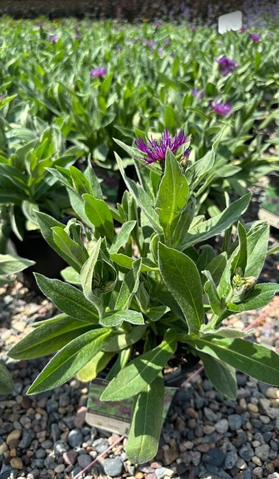 CENTA MON AMETHYST DREAM #1