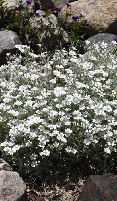 CERASTIUM TOM YO YO #1