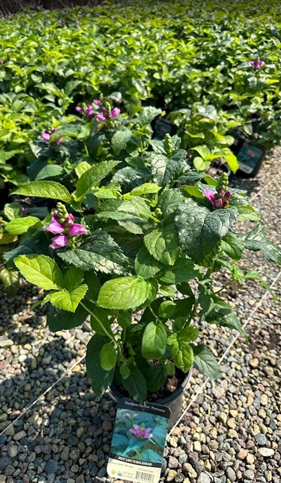 CHELONE LYO HOT LIPS #1