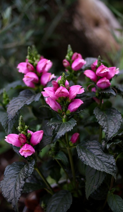 CHELONE LYO TINY TORTUGA #1