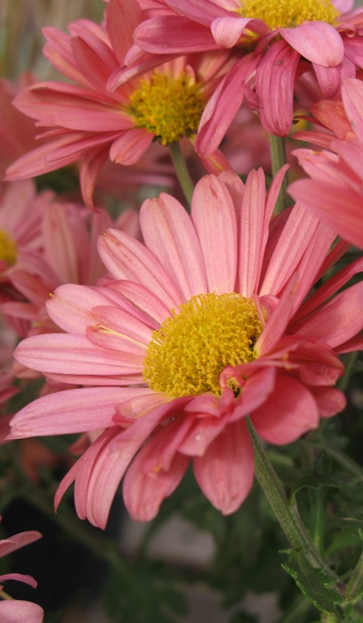 CHRYS MAMMOTH CORAL DAISY #2