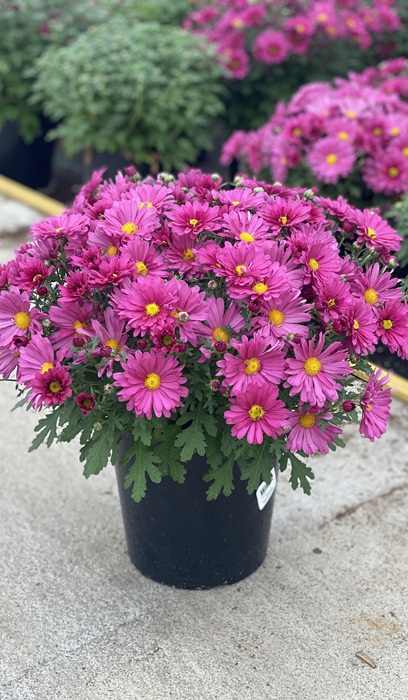 CHRYS MAMMOTH LAVENDER DAISY #2