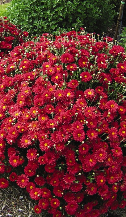 CHRYS MAMMOTH RED DAISY #2