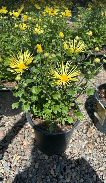 CHRYS MAMMOTH YELLOW QUILL #2